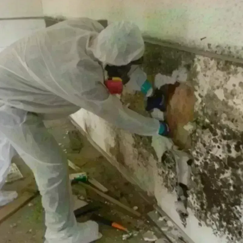 Mold Remediation and Removal in Jefferson, ME